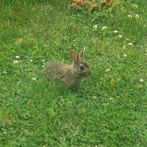 Meet your Posher, Rose